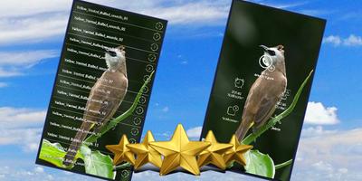 Yellow Vented Bulbul Song : Bulbul Bird Sound App poster