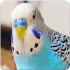 Budgie Bird Sound: Budgie Singing & Budgie Talking icône