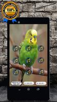 Budgie Bird Sound: Budgie Singing & Budgie Talking poster