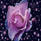 Rose Wallpaper icono
