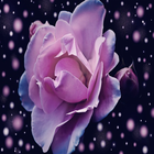 Rose Wallpaper আইকন