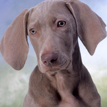 狗充分的HD七巧板