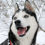 狗生活高清拼图