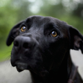 Different Dogs Jigsaw Puzzles