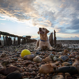 宠物世界狗拼图