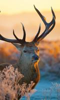 Deer Live Wallpapers скриншот 2