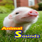 Animal Sounds أيقونة