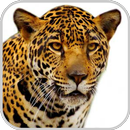 How To Draw Cheetah Animal APK