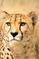 How To Draw Cheetah Animal تصوير الشاشة 1