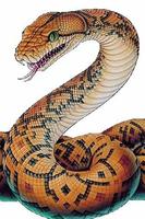 How To Draw Snake Animals Affiche