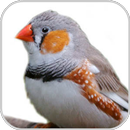 How To Drawing Bird Realistic APK