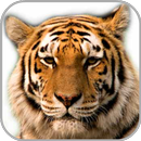 How To Draw Tiger APK