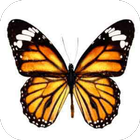 How to Draw Butterfly آئیکن