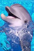 How To Draw Dolphins постер