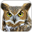 How To Draw Owl Animals APK