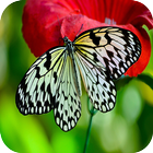 Butterfly Wallpaper biểu tượng