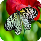 Butterfly Wallpaper आइकन