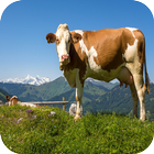 Cow Wallpaper آئیکن