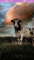 Cow Wallpaper Affiche
