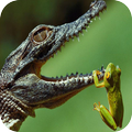 Crocodile Wallpaper
