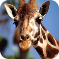 Giraffe Wallpaper