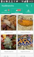 Ocean Life ID - Nudibranchs capture d'écran 3