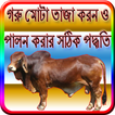 ”গরু মোটা তাজা ও পালন করার সঠিক নিয়ম