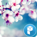 Cherry Blossom Theme APK