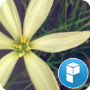Tema Fragrância de Flores APK