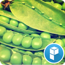Lima beans Launcher Theme APK