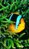 Tropic Fish HD imagem de tela 2