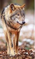 1 Schermata Wolves Sounds live wallpaper