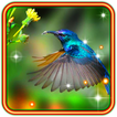 Colibri Love HD