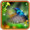 Colibri Love HD APK