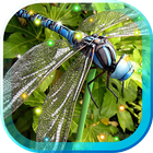 Dragonfly Best icono