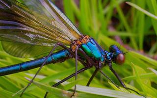 Dragonfly Best imagem de tela 3