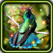 Exotic Hummingbird آئیکن