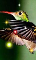 Exotic Hummingbird الملصق