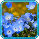 Flowers Wild HD live wallpaper icône