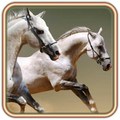 Horses Voices