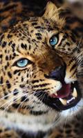 Poster Jaguar Love Heart