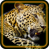 Leopard Jungle icône