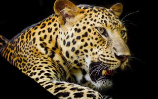 Leopard Jungle capture d'écran 3