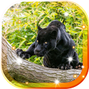 APK Panther Black Jaguar LWP