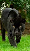 Черная пантера Ягуар LWP постер