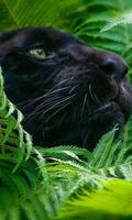 Panther Black Jaguar LWP capture d'écran 1