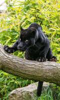 Panther Black Jaguar LWP capture d'écran 2