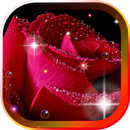 Roses Morning Dew 2016 LWP APK