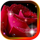 Roses Morning Dew 2016 LWP icône