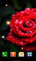 Roses Morning Dew 2016 LWP स्क्रीनशॉट 1